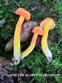 Hygrocybe aurantiosplendens-amf55